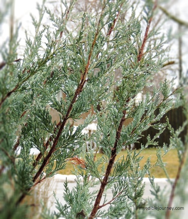 Rain drops on Juniper from myediblejourney.com