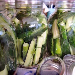 Garlicky Double Dill Pickles |My Edible Journey