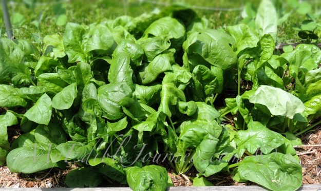 Spinach | My Edible Journey