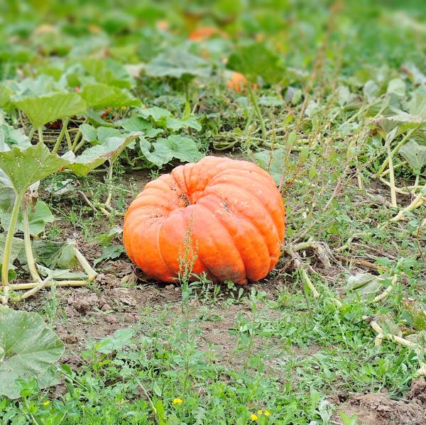 Pumpkin patch